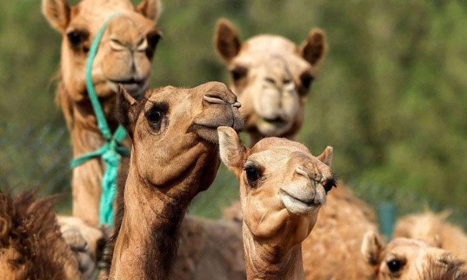 Cloned young camel at the Reproductive Biotechnology Center.
