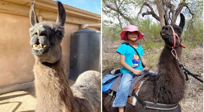 Bactrian camel Dalai