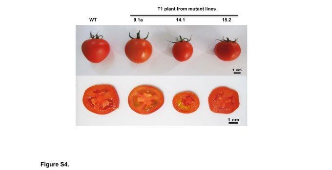 Control tomato line (WT) compared to gene-edited tomato lines (T1).