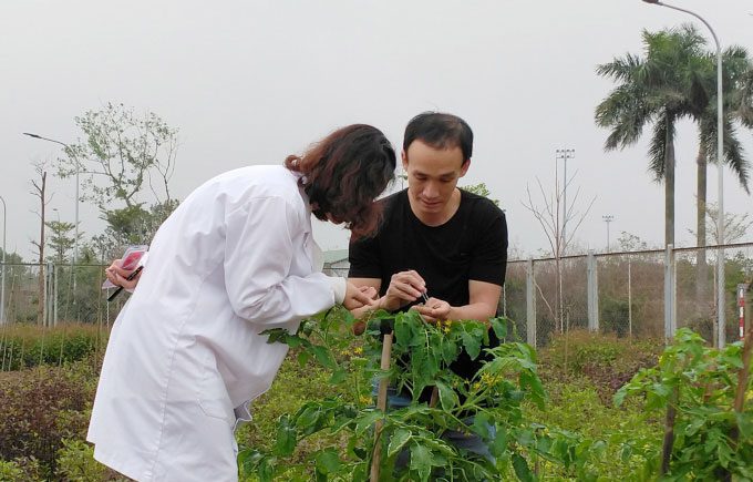 Research team members assessing the morphological characteristics of the gene-edited tomato plant.