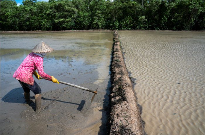 Farmers cultivating fields in Soc Trang province, Mekong Delta, Vietnam