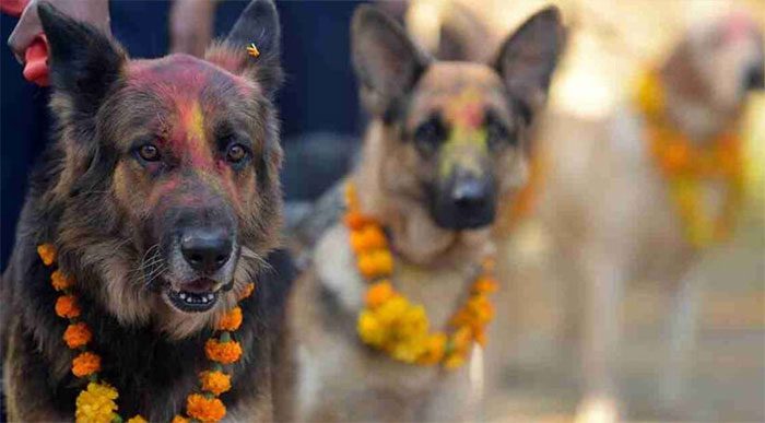 Kukur Tihar Festival