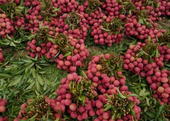 light sensor accurately predicts harvest time for fruits 126650