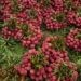 light sensor accurately predicts harvest time for fruits 126650