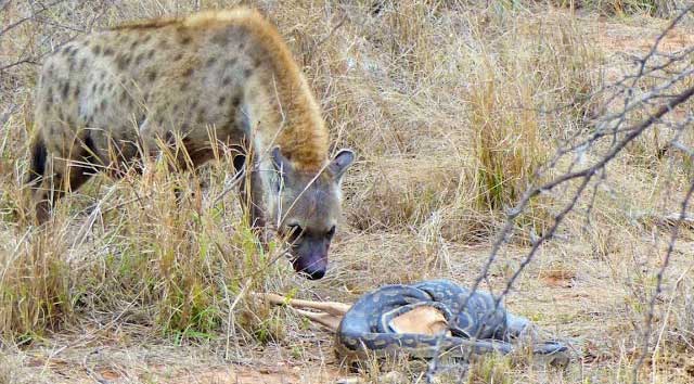 Hyena stealing from rock python.