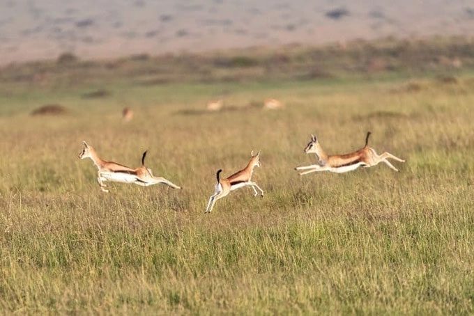 A herd of antelopes