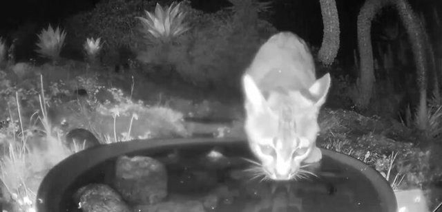 A bobcat visited the water bowl after a hunting trip.