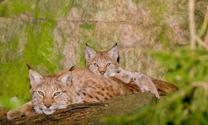 Swedish hunters often use dogs to hunt lynxes.