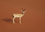 Antelope