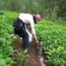 lipomycin m ingredient for moisturizing soil 6557