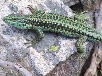 Rock lizard