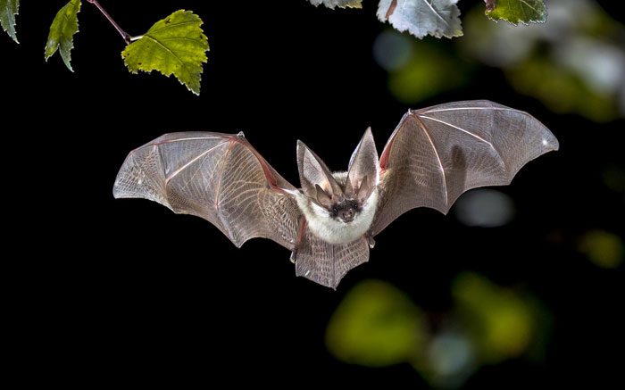 After 55 million years, bats still cannot adapt to daylight.