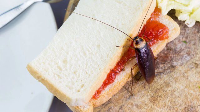 Despite hating cockroaches, we cannot deny that life on this planet needs them.