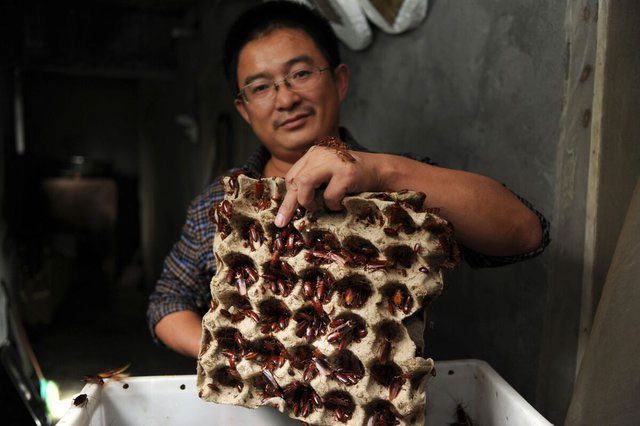 The complete disappearance of all cockroach species could destroy the delicate balance of the environment.