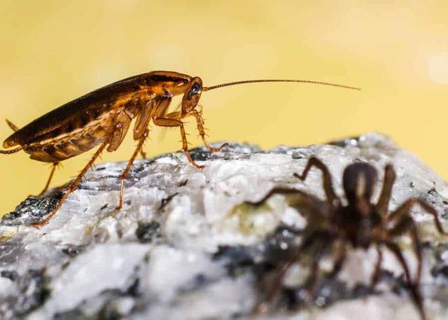 There are about 4,000 species of cockroaches worldwide, and common cockroaches are just a small part of them.