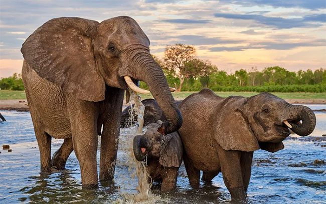 How elephants forage can significantly contribute to carbon storage in forests.