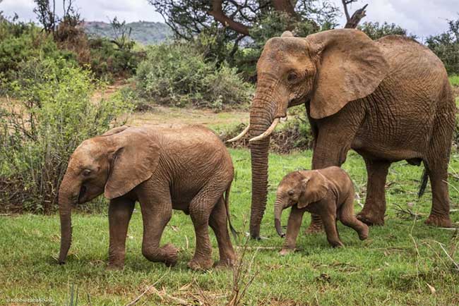 Forest elephants are extraordinary seed dispersers.