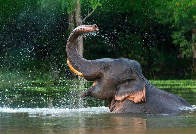 Elephants help prevent carbon from being released into the atmosphere.