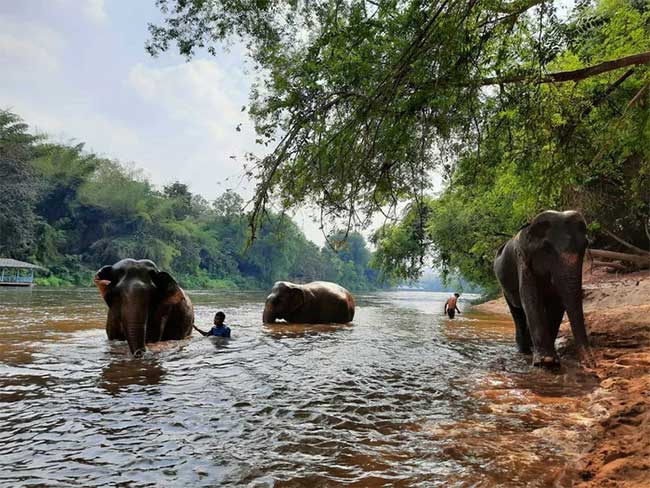 We must protect elephants to preserve forest biodiversity and combat climate change.