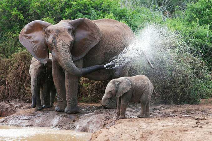 Elephant vulnerable during drought due to lack of food and drinking water.