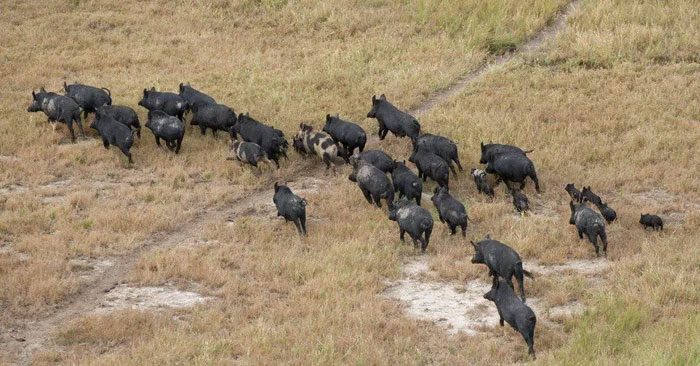 Wild pigs in America have narrow, deep eyes, long and wide ears, thick and short necks, each can weigh up to 600 to 700kg