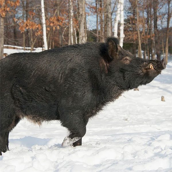 The current estimate of total damages caused by wild pigs in the U.S. is approximately $2.5 billion