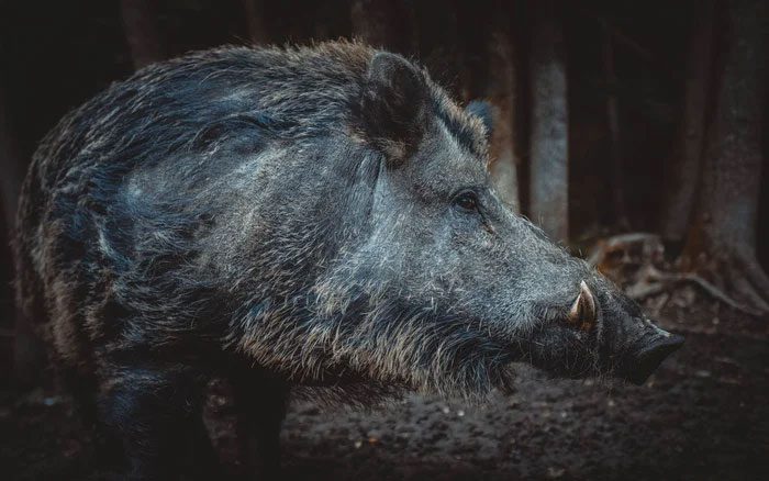 Pigs are divided into wild and domestic categories