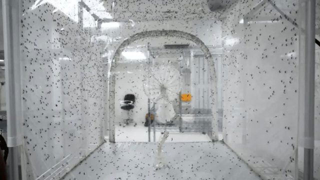 A cage filled with male and female mosquitoes carrying Wolbachia bacteria mating.