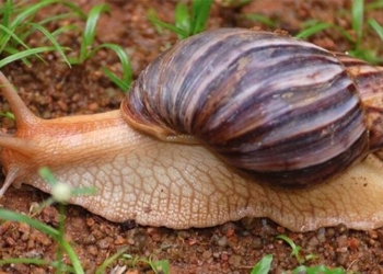 lotus can be used as food for more than 170 000 years ago 126763