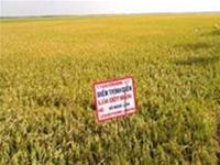 Fields of mutated Basmati rice implemented by farmers