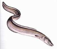Blind Eel