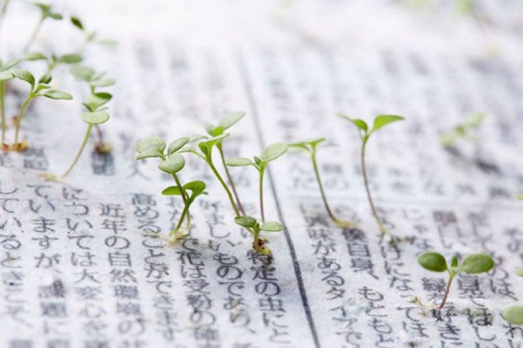 The newspaper from Mainichi Shimbun is made from a mixture of recycled paper blended with small flower seeds.