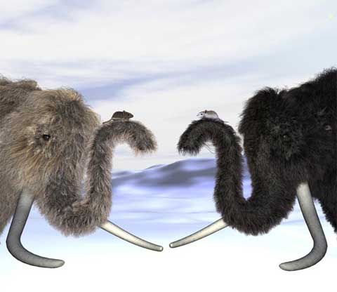 Gene Mc1r controls the fur color of woolly mammoths