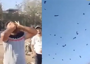 man eating thing has the ability to call hundreds of fruits fall to 126129