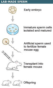 Process of creating sperm in the laboratory
