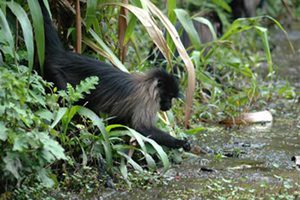 mangabey