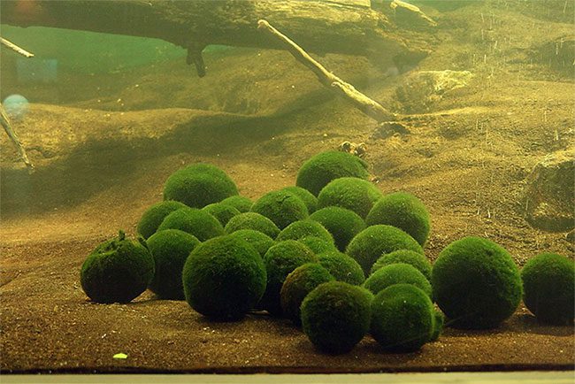marimo 2