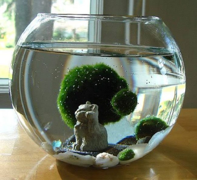 Spherical Marimo also serves as a medium for environmental education.
