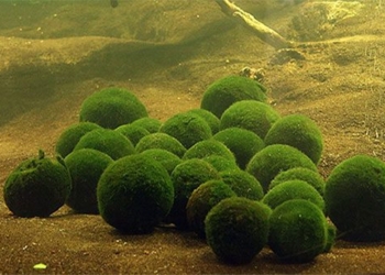 marimo the type of spherical algae that is adorably loved by young people now is what 125162
