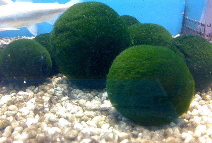 Marimo is considered a natural treasure of Japan.