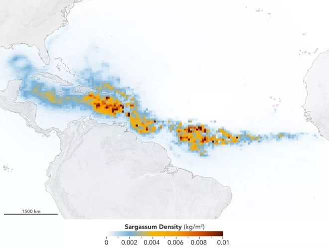 Sargassum seaweed density recorded in 2019