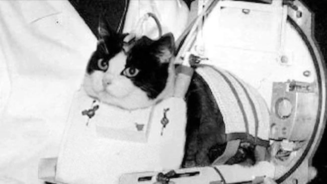 Space Cadet Felicette