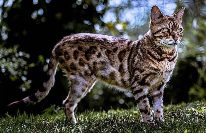 Bengal Cat