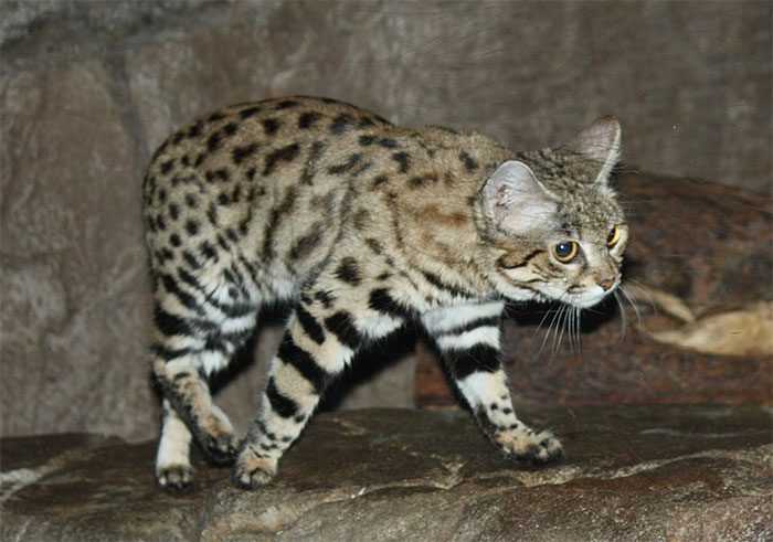 Black-footed Cat (Felis nigripes).