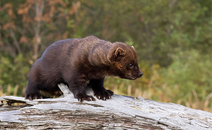 The fisher cat has a sleek and colorful fur coat.