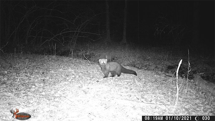 A fisher cat captured by a camera.