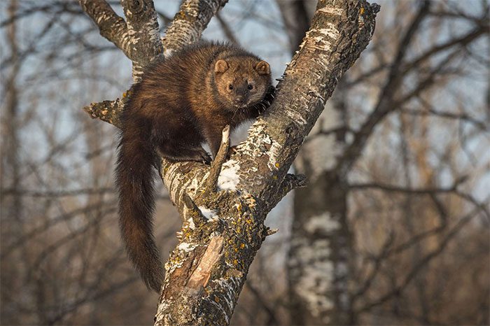 Fisher cats love to eat porcupines, which are notoriously difficult to kill.