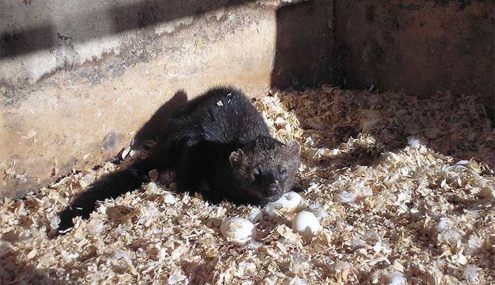 Fisher cats are extremely gluttonous.