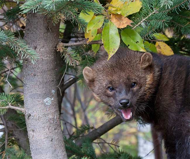 Fisher cats can kill multiple animals at once in a small space.