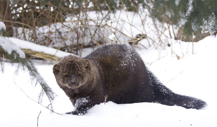 Fisher cats can successfully take down animals many times their size.